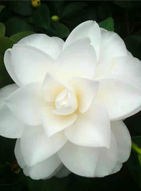 稀有品种天鹅湖白色系列 爱斯裘比利茶花粉色巨型花