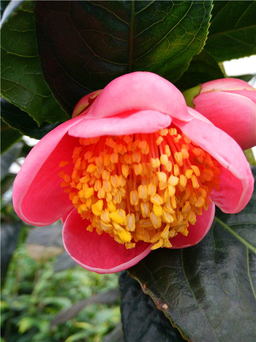 包邮四季红抱茎海棠茶花带花苞 桌面绿植