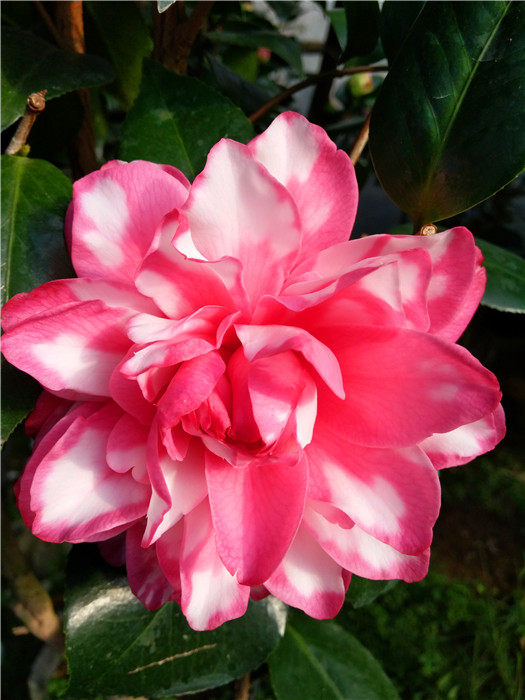 斑砂金茶花 又名莎莉小姐茶花 珍贵名贵茶花大花品种