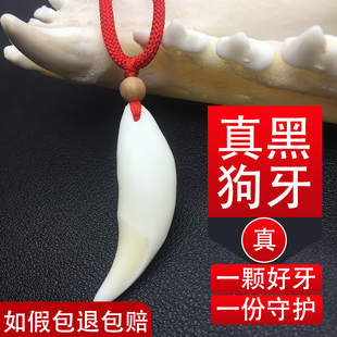 黑狗牙真品老黑狗牙齿吊坠项链 大号狗牙原牙挂件 护身F钥匙扣
