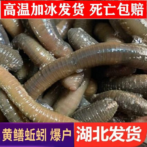 湖北青蚯蚓活饵鱼虾黄鳝专用饵料