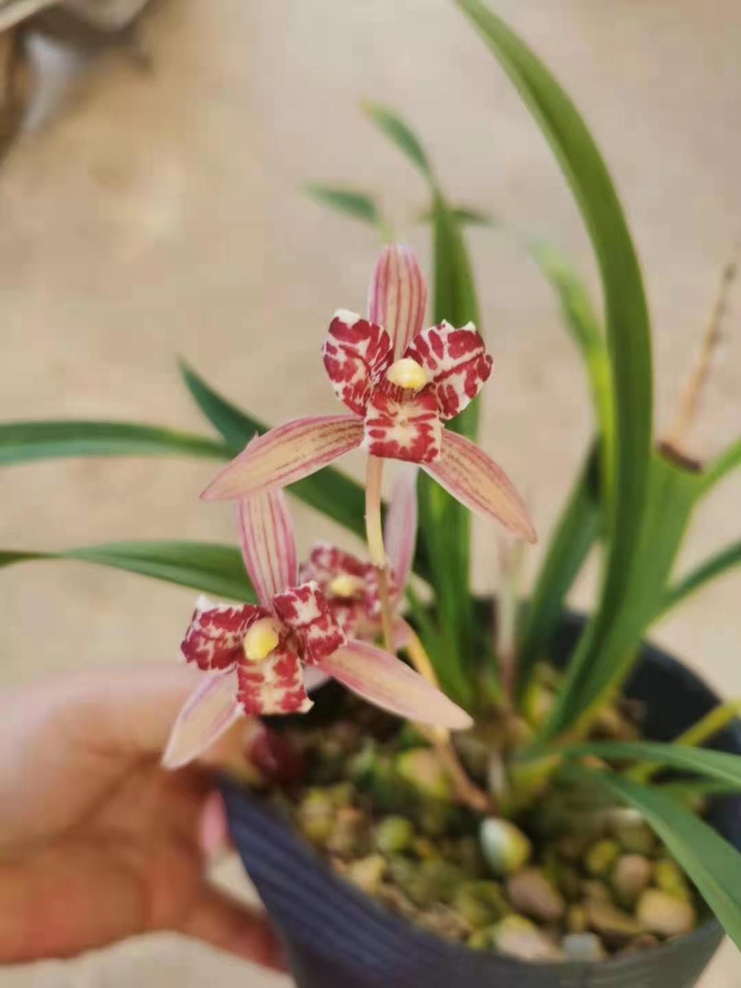 自然老种四季兰精品红花红猫蕊蝶夏带花苞特香兰花建兰盆栽客厅