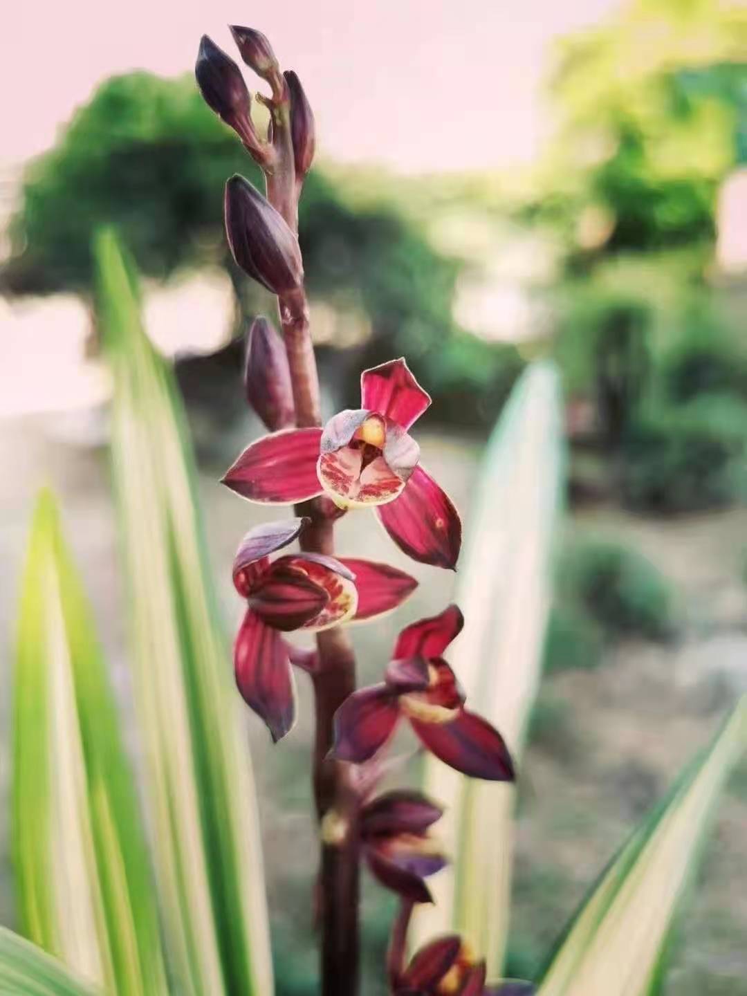 特香兰花墨兰高级中透艺草富贵临门浓香草本客厅花卉草本大花