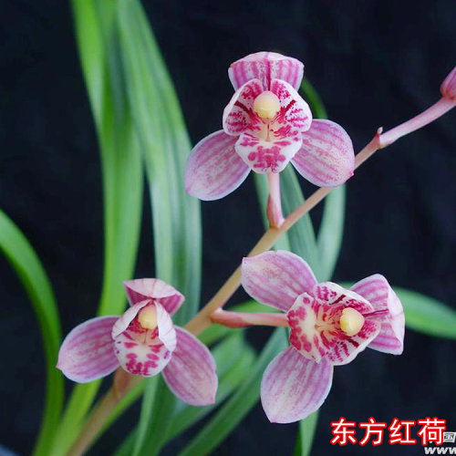 兰花建兰四季兰东方红荷浓香客厅夏秋带花苞盆栽客厅好养矮种皱叶
