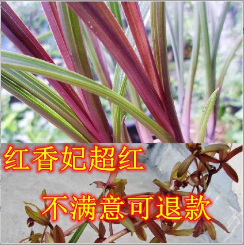 清仓价精品 蕙兰红香妃 兰花秦岭蕙兰浓香