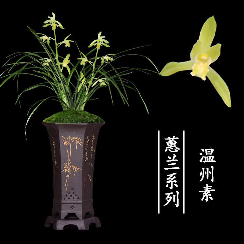 兰花盆栽植物室内蕙兰浓香无花苞好养客厅温州素名贵极品兰花苗