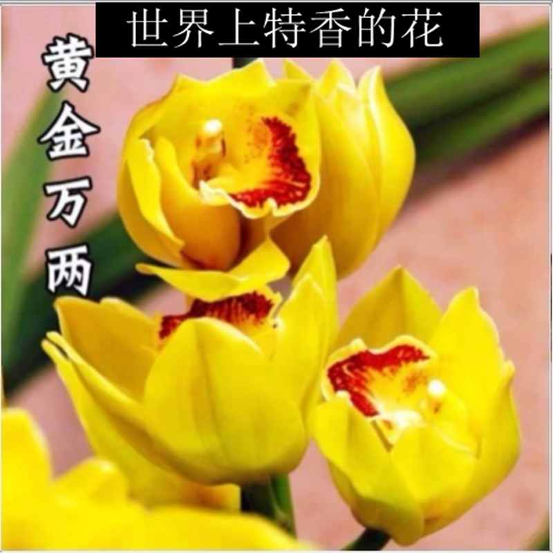 清仓价特香兰花苗 建兰四季兰花 黄金万两 室内绿植花卉