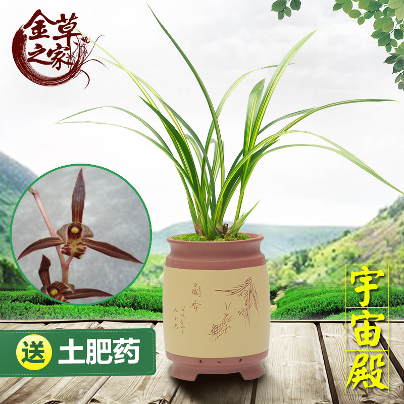 兰花苗 宇宙殿 墨兰报岁兰高端金边线艺浓香好养花卉 冬季带花苞