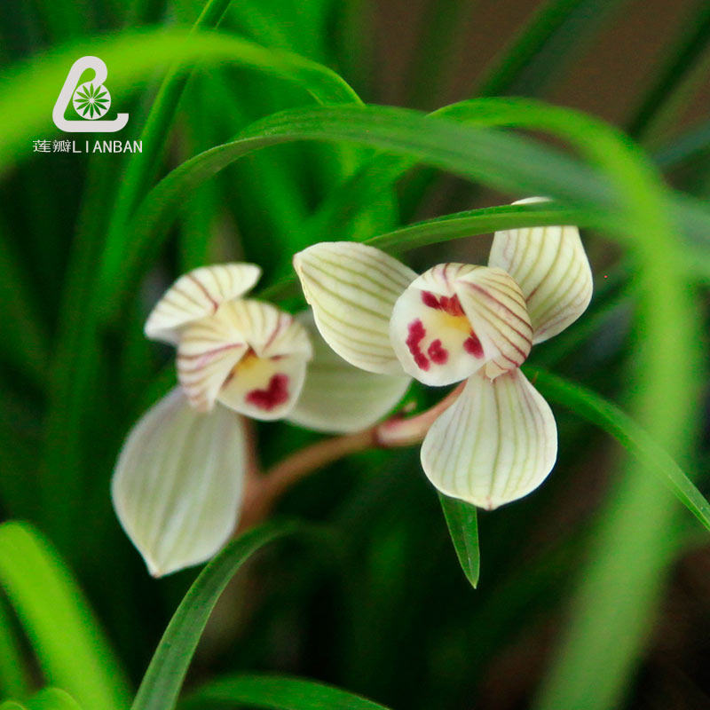 珍荷维西荷瓣兰花矮种细叶莲瓣兰办公室书房桌面绿植细叶兰草