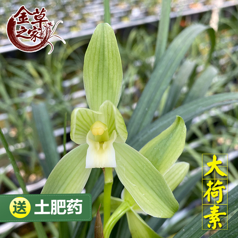 兰花苗 大荷素 春剑铭品荷瓣大花原生老种浓香好养花卉冬季带花苞