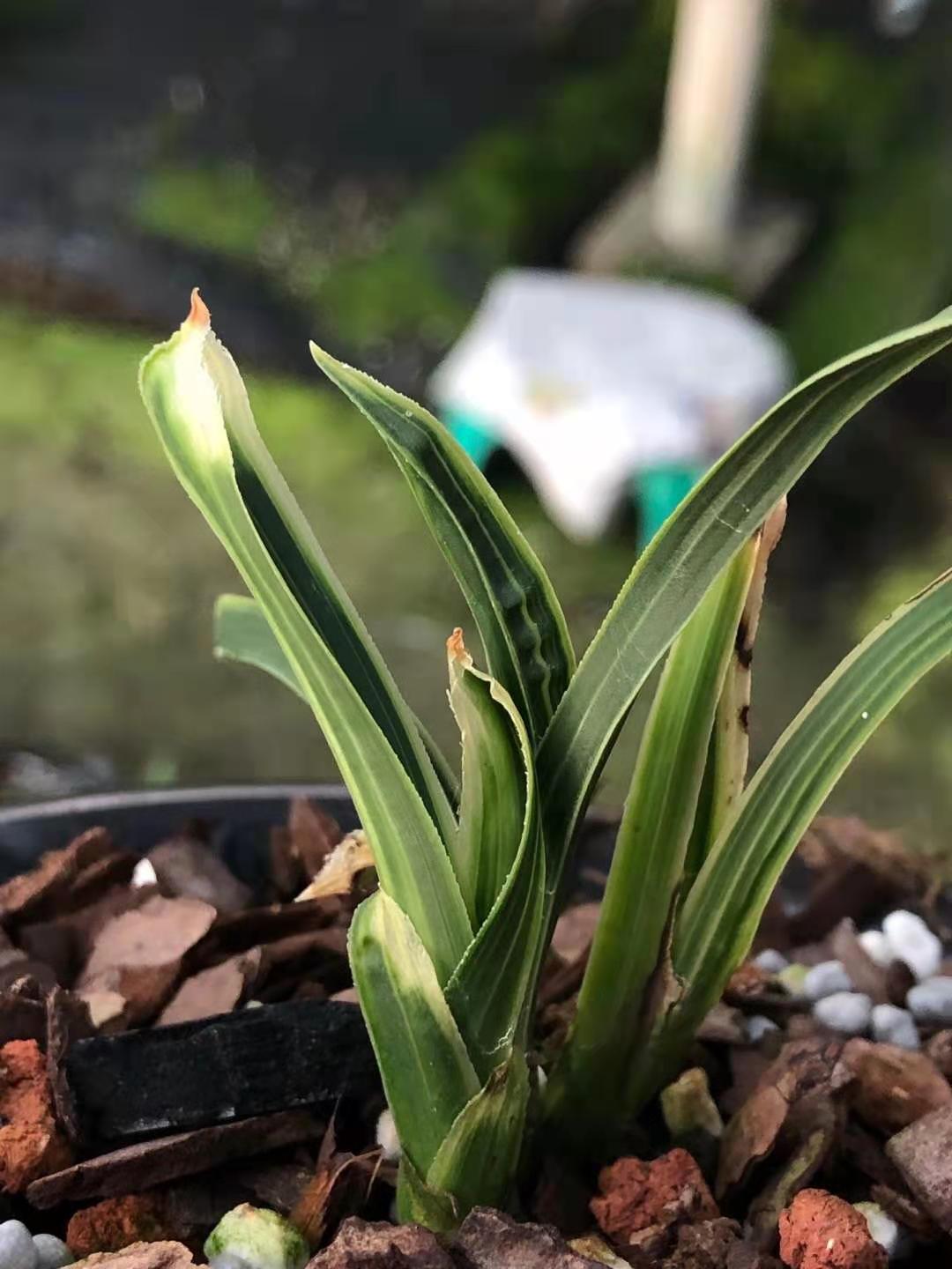 精品兰花超靓蕙兰铭品迷你鹅头水晶艺草趣味草本窗台净化空气