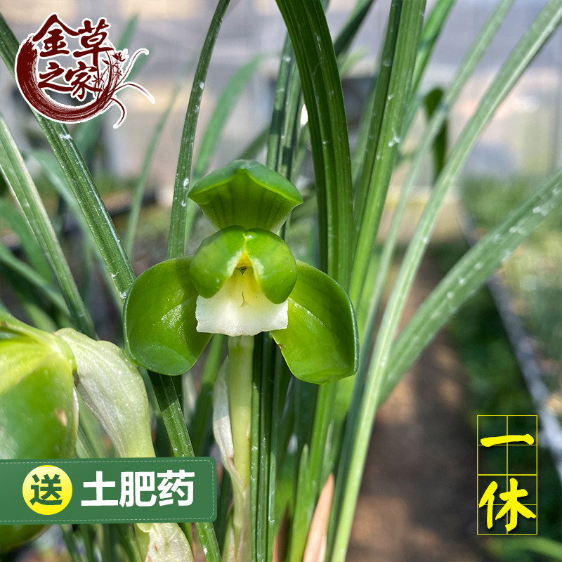 兰花苗 一休 春兰铭品素荷松玉老种浓香好养花卉 冬季带花苞