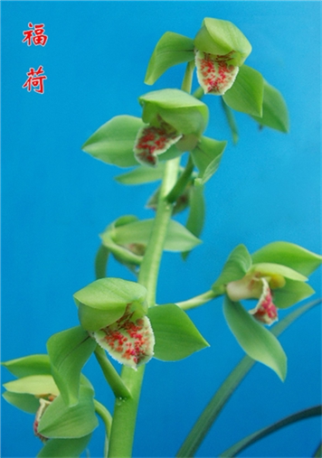 自然老种兰花苗  蕙兰名品【福荷】浓香绿植花卉盆景园艺
