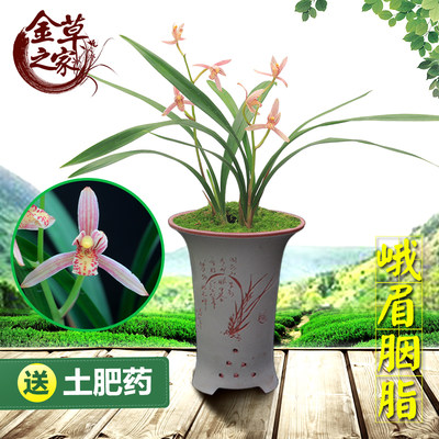 建兰盆栽夏季好养花卉