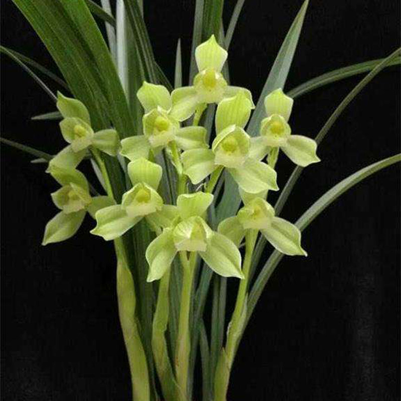 当年开花兰花苗盆栽春剑玉堂春观赏盆景室内客厅漏风漏雨自然栽培