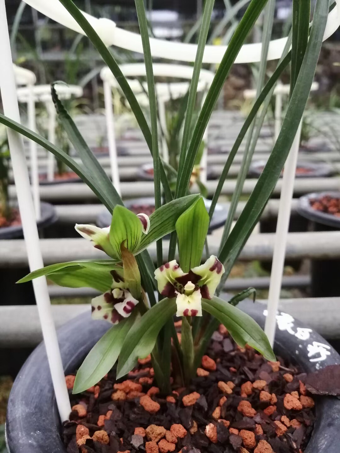 精品兰花春兰名品带花苞~乌蒙白彩