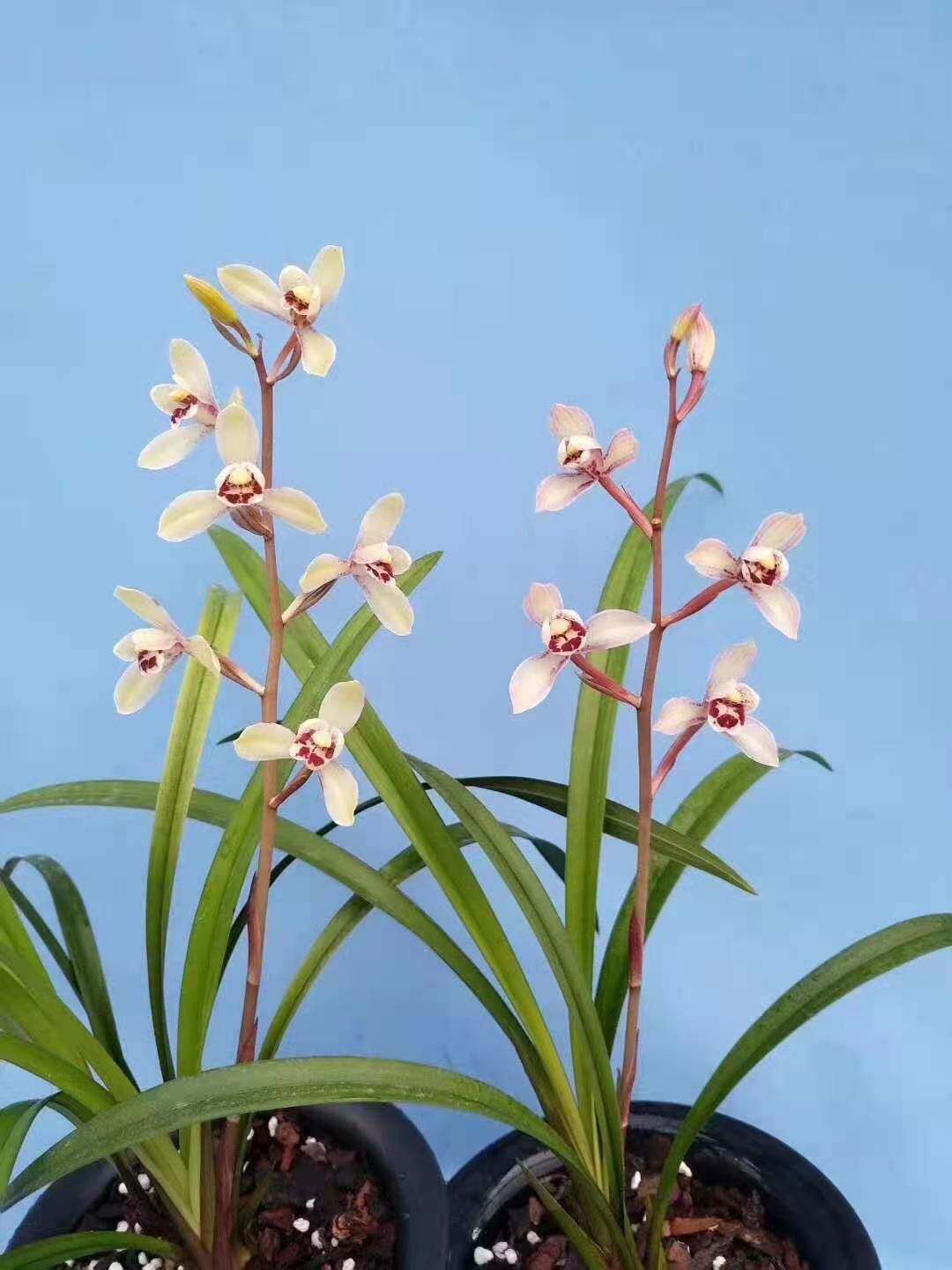 夏秋易开花新品超香兰花荷塘仙子兰花苗绿植趣味窗台浓香