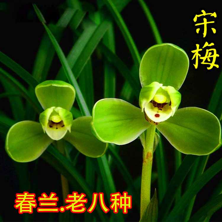 江浙兰花八种室内盆栽绿植