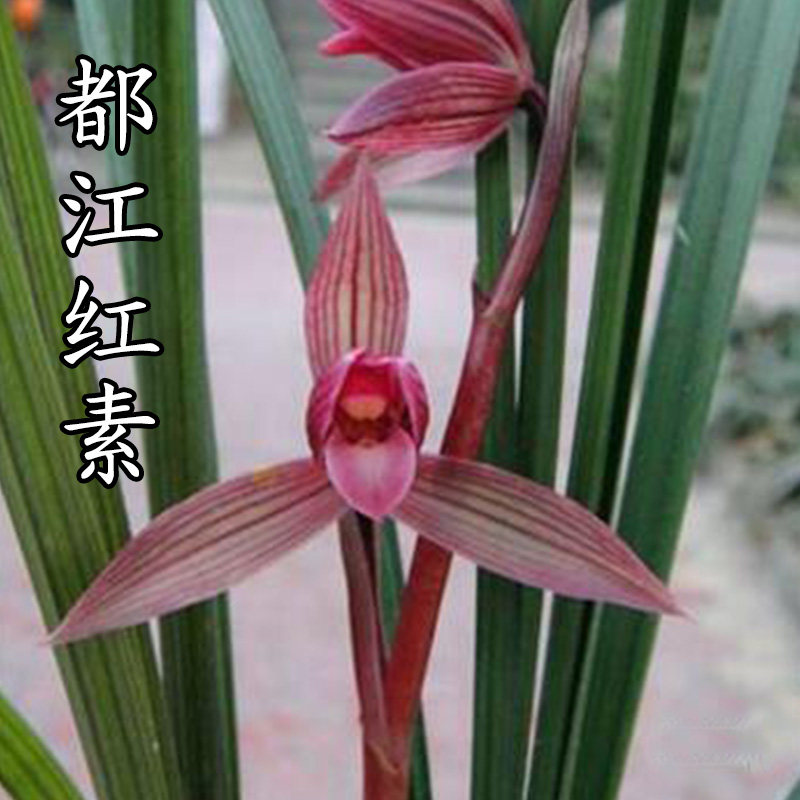 优等货兰花苗春剑红素  都江红素浓香型办公室内花卉兰花