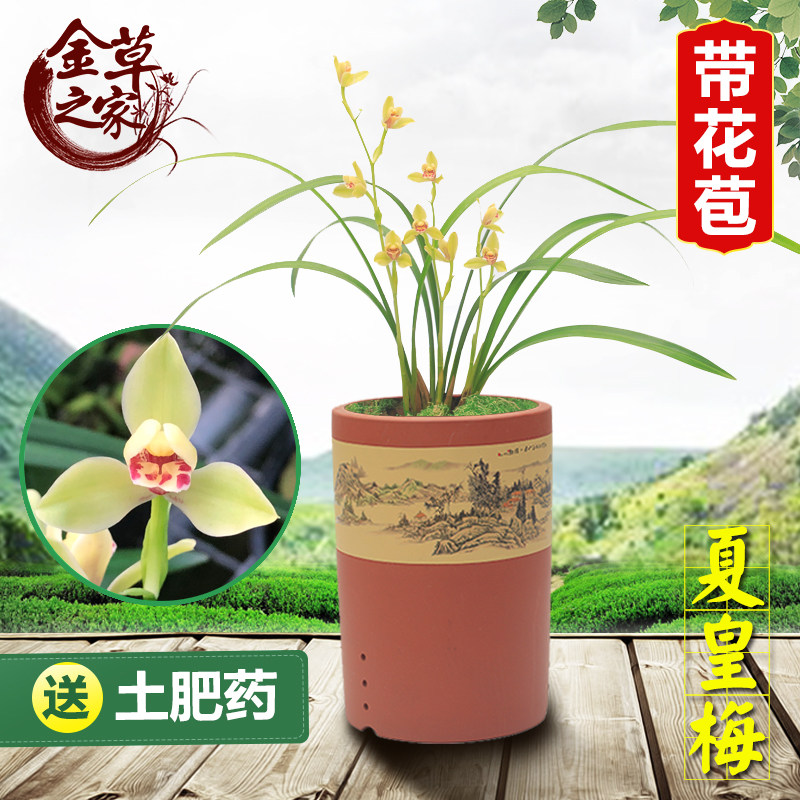 老种兰花苗 夏皇梅 建兰八大名品老八种梅瓣浓香花卉 夏季带花苞