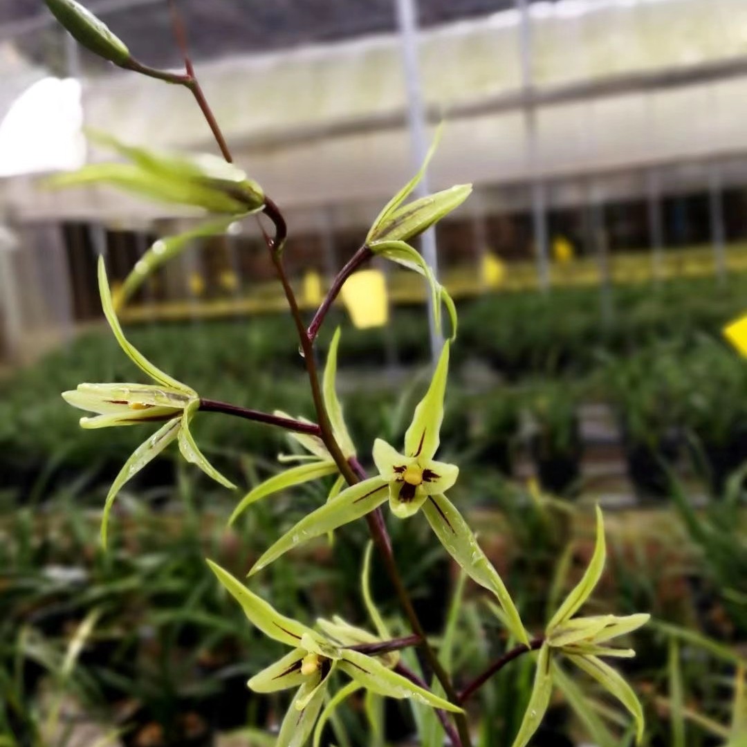 精品兰花寒兰六瓣奇花～大熊猫～超香满屋飘香室内绿植盆栽包邮