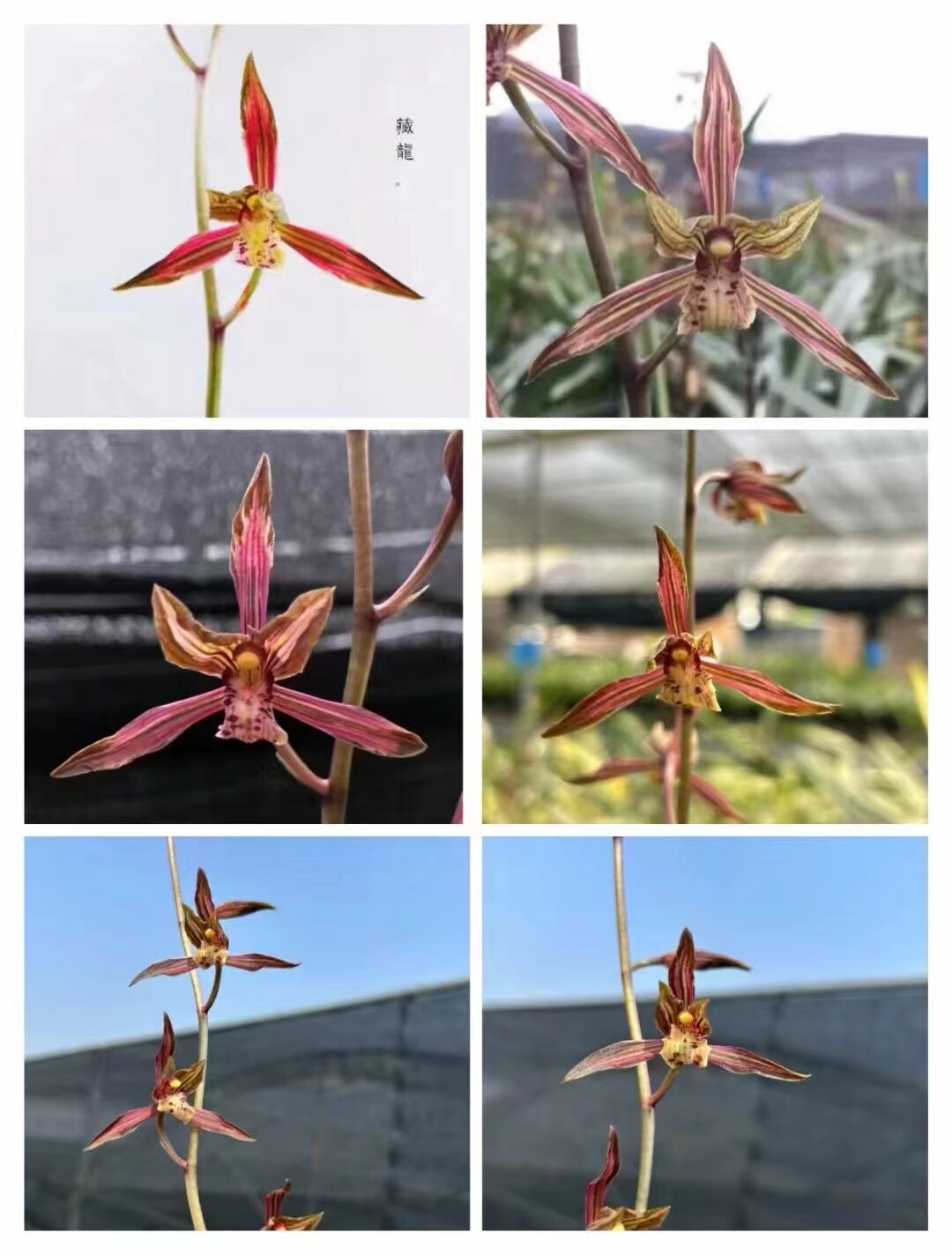 自然老种兰花墨兰天花板级线艺进化中透～藏龙～花卉花期带花苞