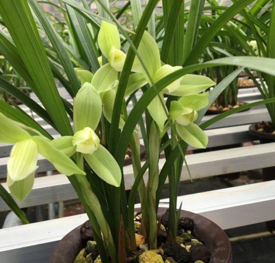 清仓价四川自然老种兰花苗 春剑【大荷素】浓香绿植花卉园艺