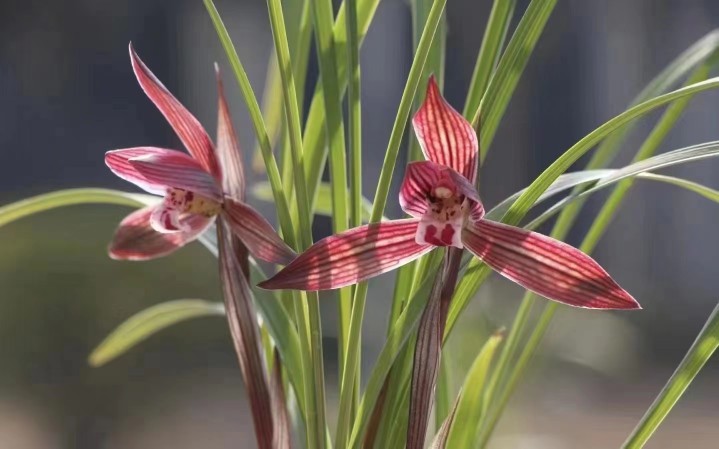 精品兰花春兰红花红草红素～紫气东来～花期带浓香花苞