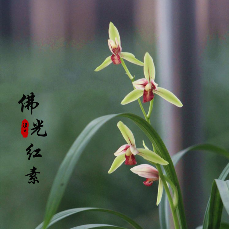 真品兰花苗 佛光红素 建兰红素转色花庭院客厅阳台绿植盆栽易养活