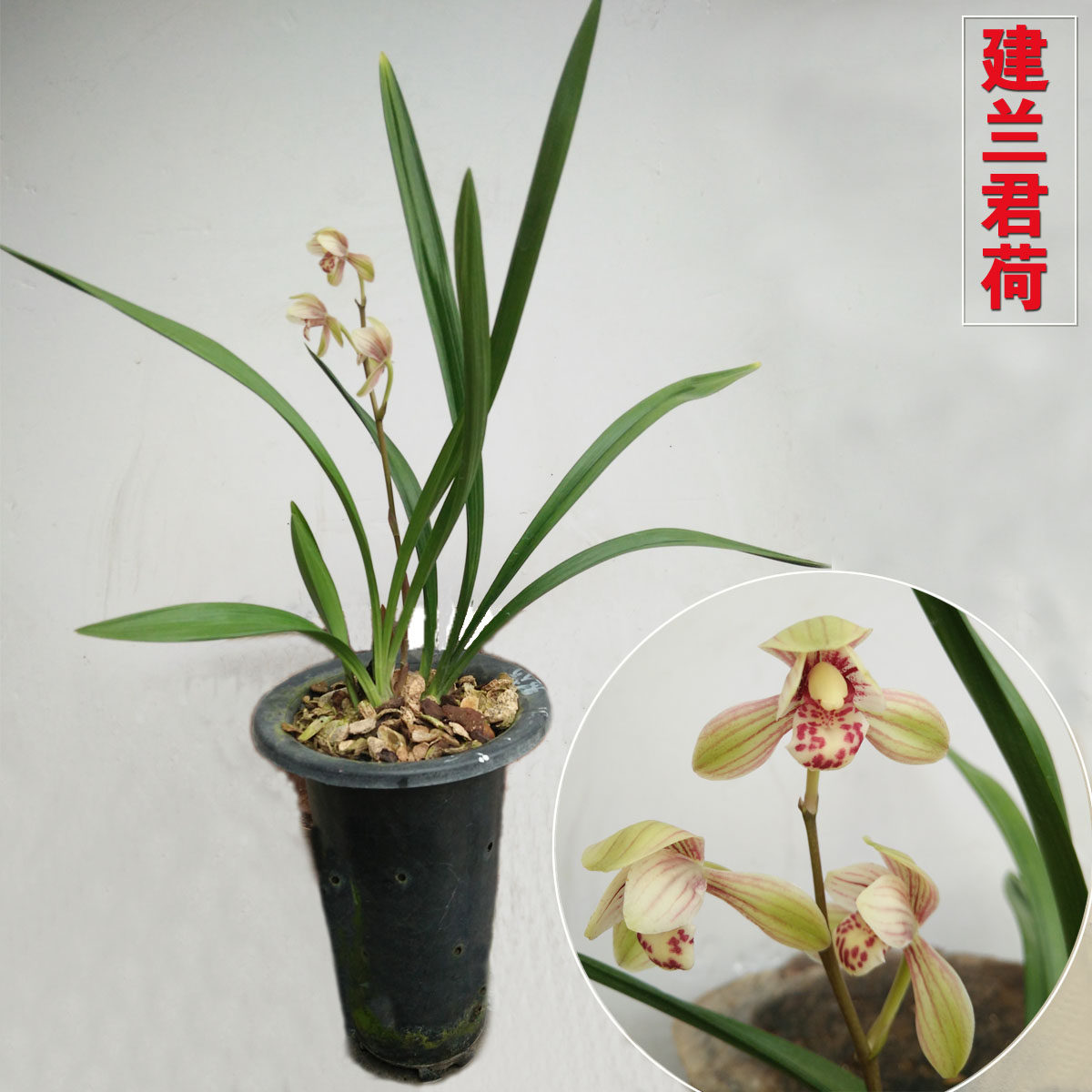 高品质君荷兰花苗建兰八大铭品荷瓣兰花君荷室内绿植盆栽