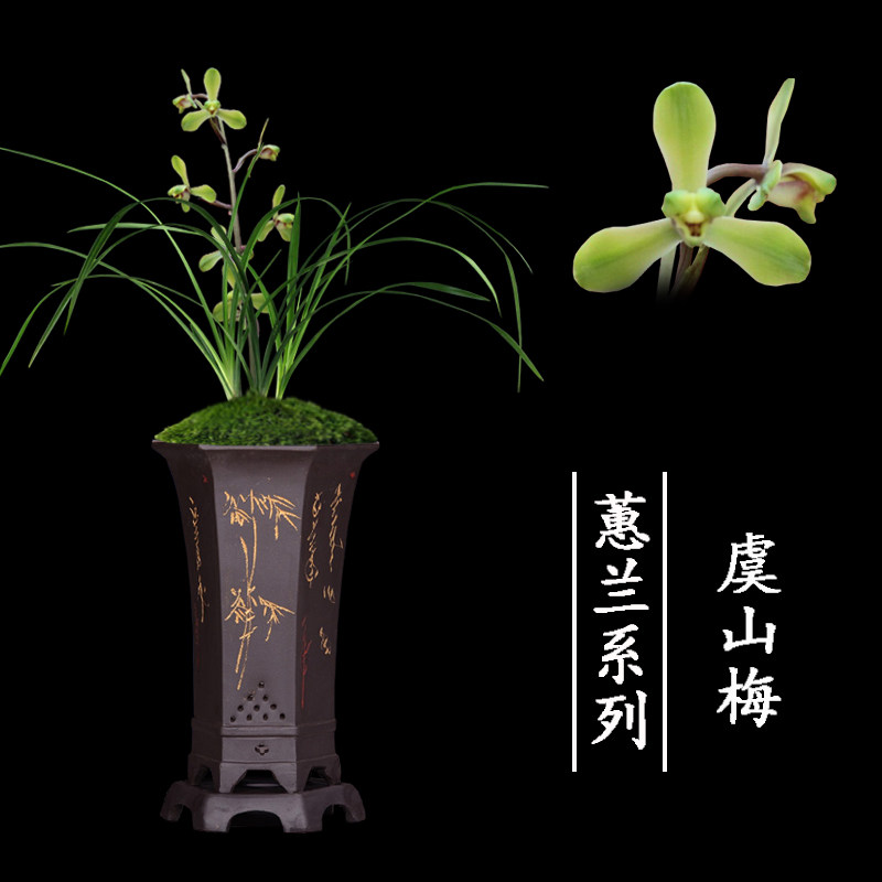 兰花盆栽植物室内蕙兰浓香无花苞好养客厅虞山梅名贵极品兰花苗