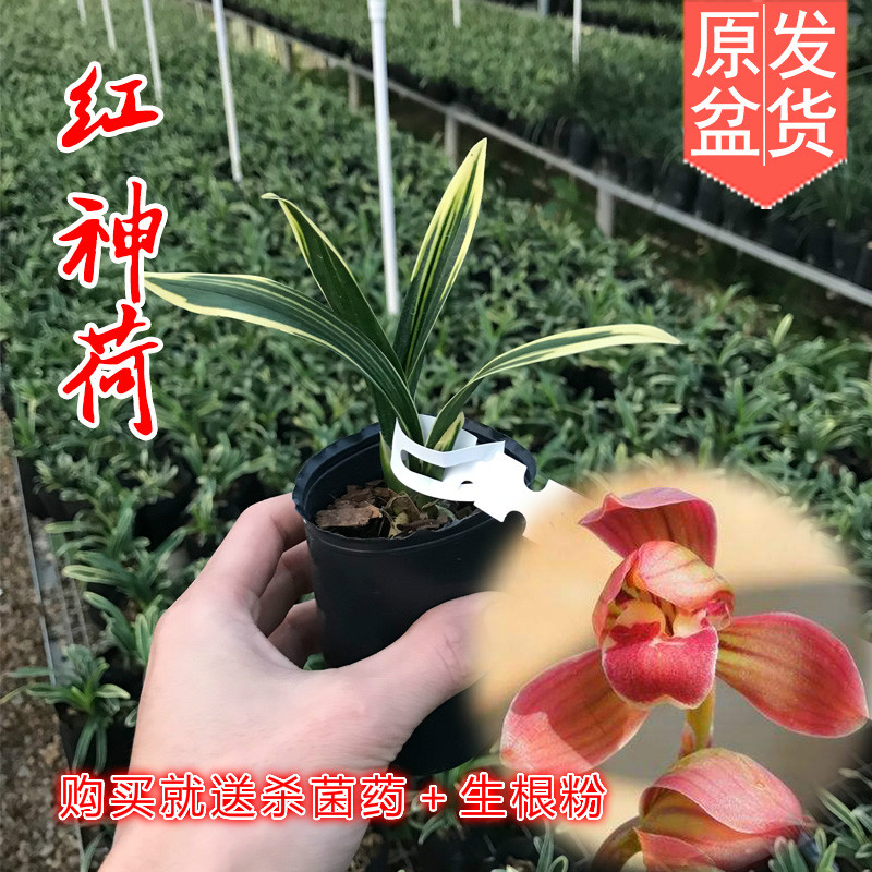 金边叶艺 墨兰红神荷兰花苗 荷瓣 红荷冠 办公室矮种绿植花卉