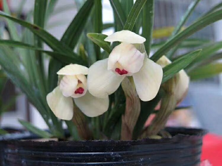 清仓价江浙兰花苗盆栽 春兰名品【雪荷】浓香绿植花卉园艺