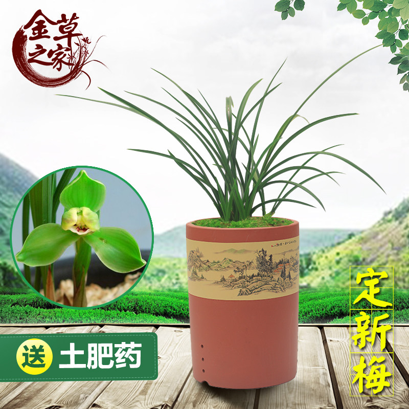 兰花苗 定新梅 春兰老种定心梅梅瓣浓香绿植花卉盆栽 春季带花苞