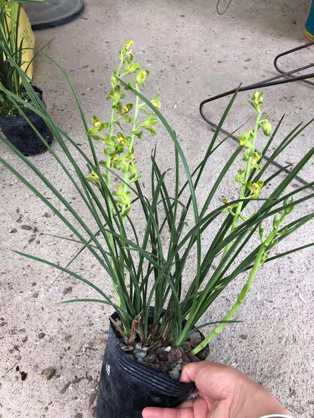 新品兰花蕙兰奇花精品桃瓣飘梅特香满屋飘香绿植花卉浓香盆栽