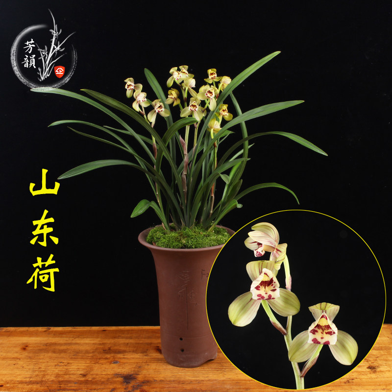 兰花苗建兰 山东荷 祥荷 浓香室内客厅阳台绿植盆栽好养四季花卉