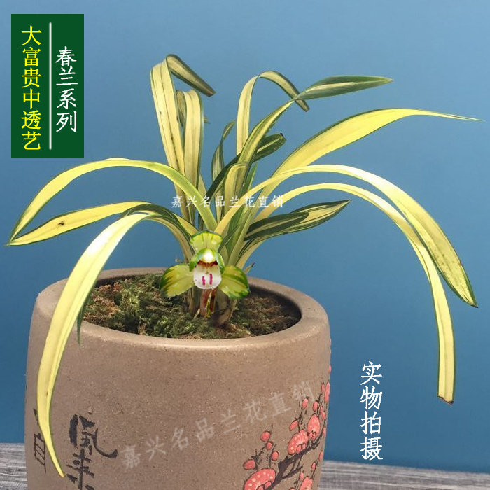 浓香江浙 兰花 春兰 大富贵中透线艺 花艺双全假一赔十