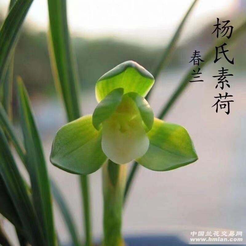 精品兰花春兰老种经典荷瓣素心~杨氏素荷~带花苞春节开花浓香