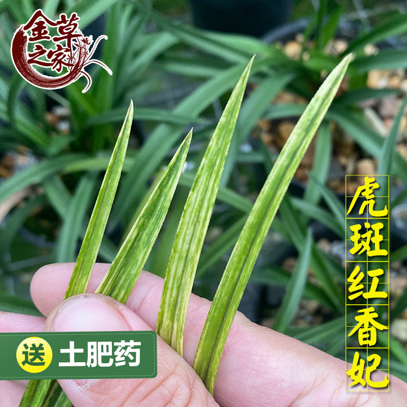 兰花苗 虎斑艺红香妃 蕙兰名品金边线艺浓香好养花卉 冬季带花苞