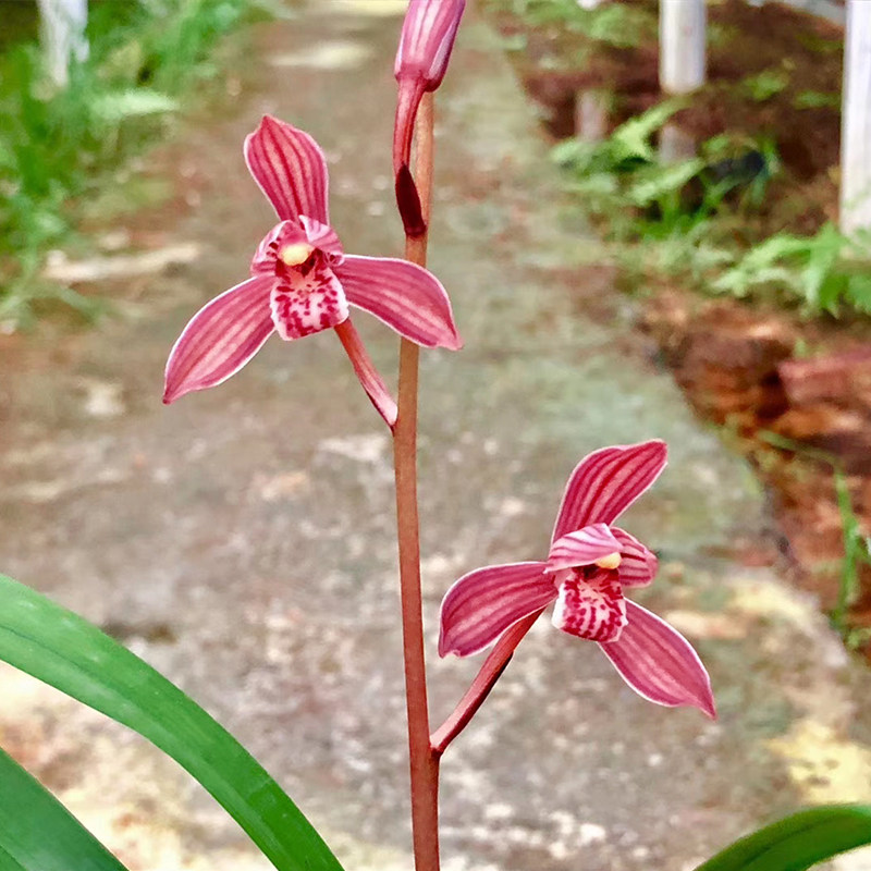 兰花苗 满堂红 建兰铭品四季兰红花老种浓香好养花卉 夏季带花苞
