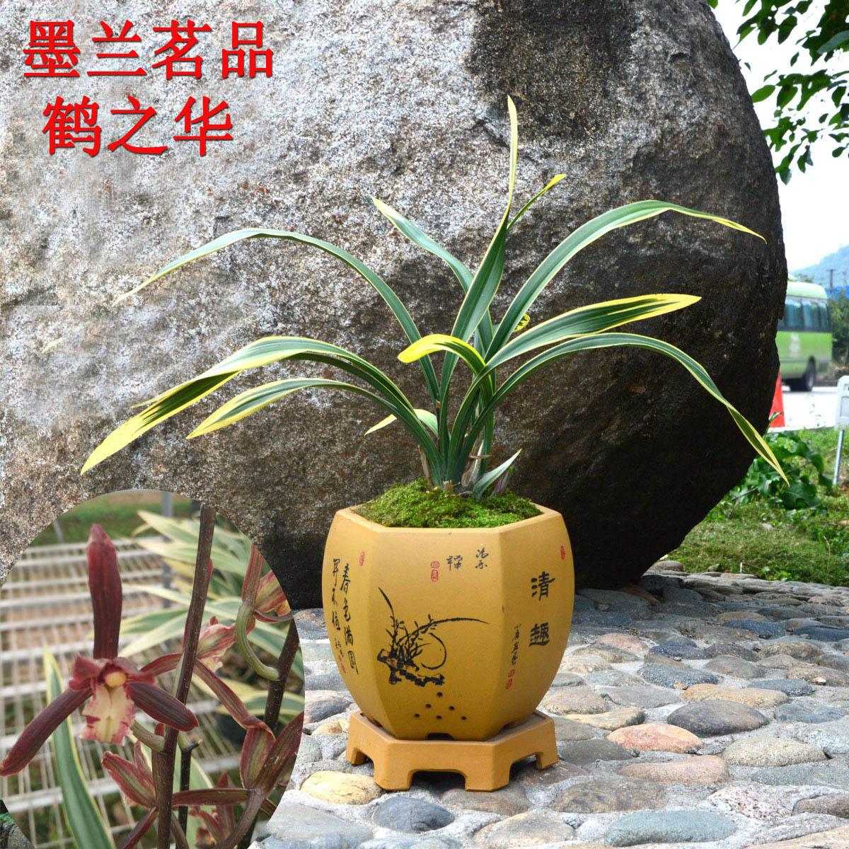 高品质墨兰茗品金边叶艺鹤艺覆轮兰花鹤之华室内绿植盆栽