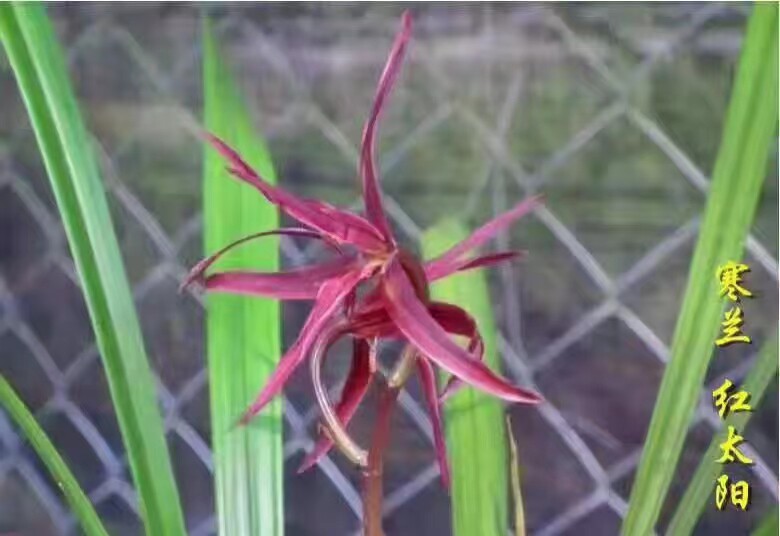 精品兰花寒兰红六瓣奇花红太阳~浓香室内绿植花卉