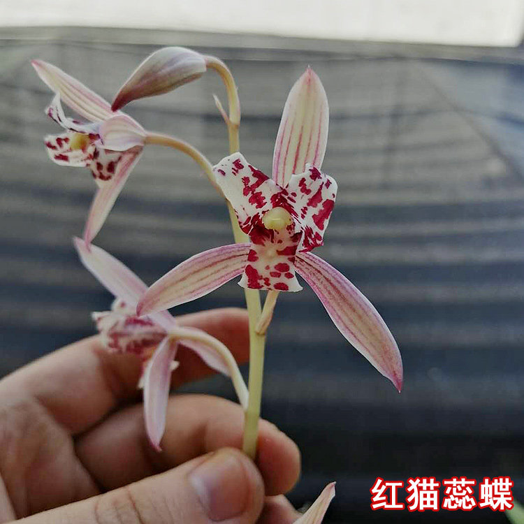 建兰红猫蕊蝶浓香型兰花办公室绿植夏秋带花苞室内花卉高档兰花苗