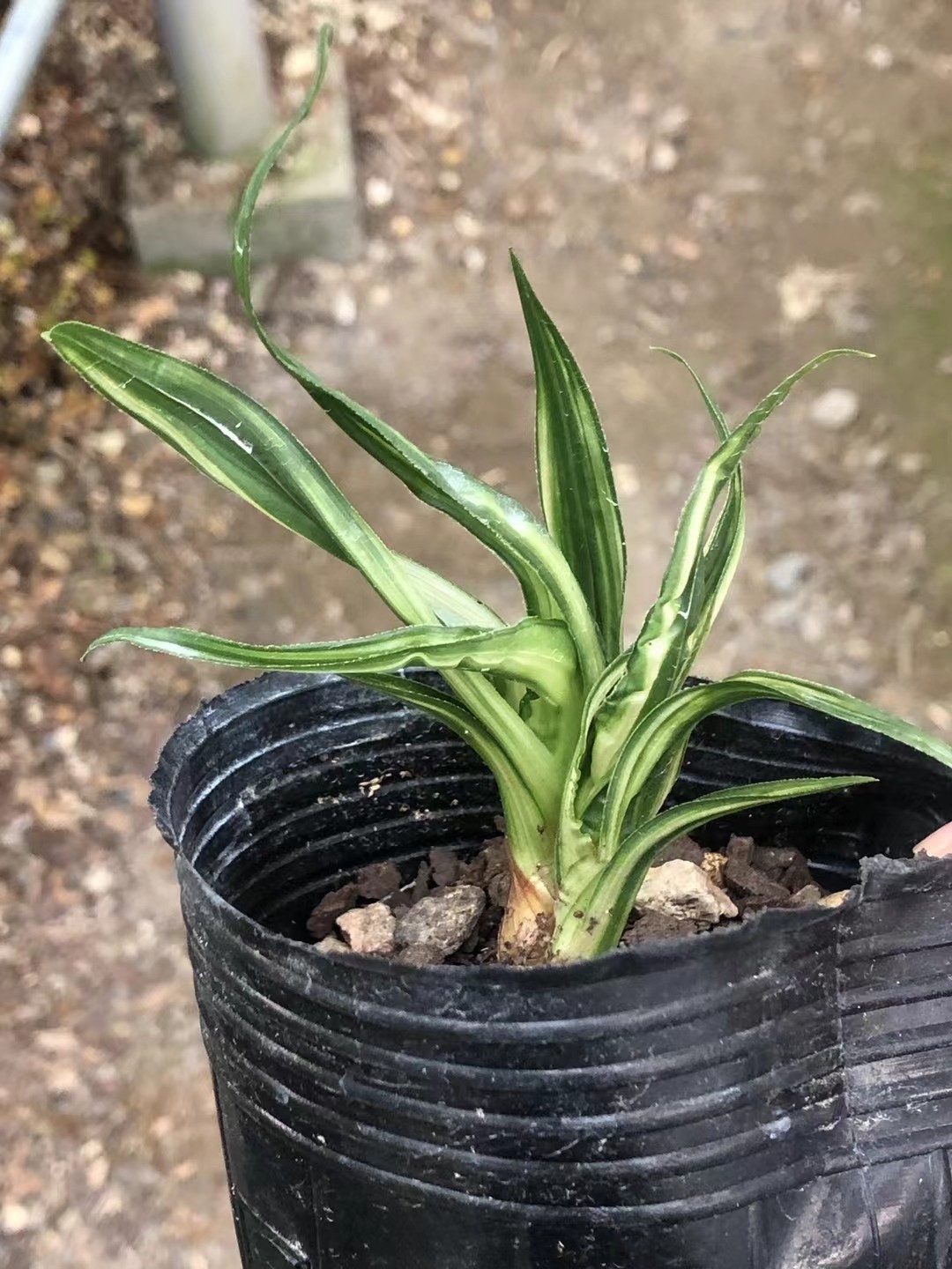 精品兰花～奇叶水晶龙～浓香中透水晶室内花卉好养特价包邮