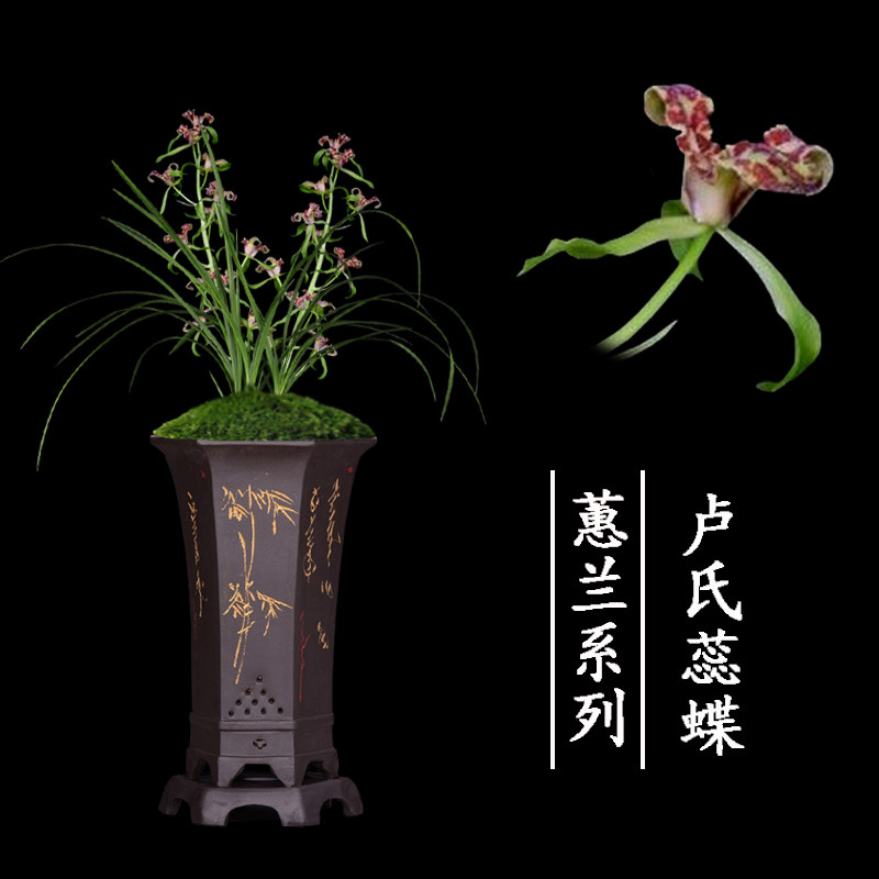 兰花盆栽植物室内蕙兰浓香无花苞好养客厅卢氏蕊蝶名贵极品兰花苗