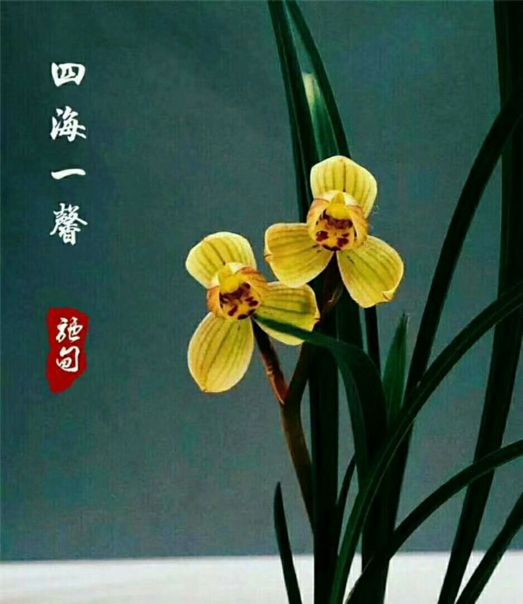绿植云南盆景兰花苗四海一馨