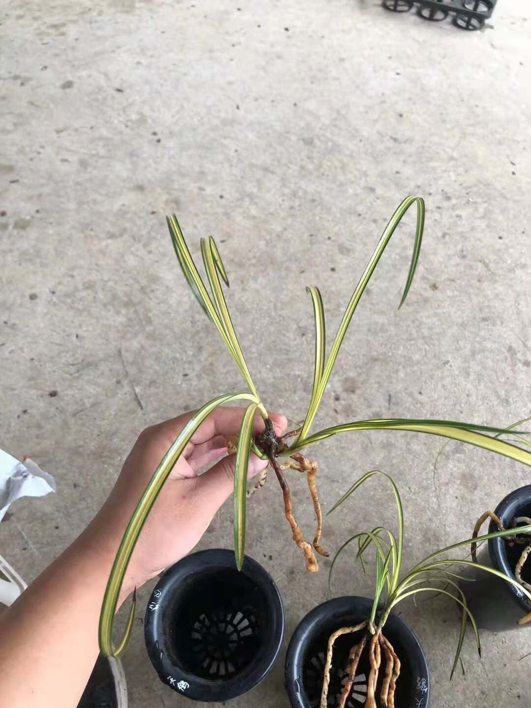 世界上特香兰花超靓蕙兰中透艺草天鹤阳台盆栽花卉草本