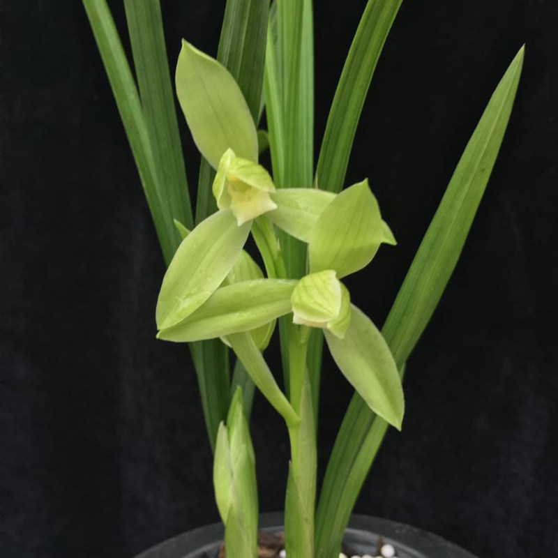 优质国兰兰花苗盆栽好发货春剑翠微素漏风漏雨自然栽培苗