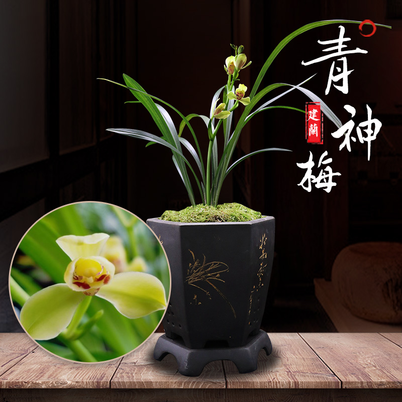 兰花植物苗带花苞兰草建兰青神梅稀有名贵四川花卉盆栽盆景