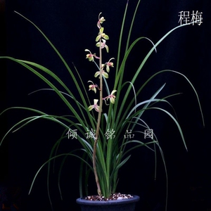 带花苞兰花 蕙兰铭品 赤蕙之王 老种（程梅）